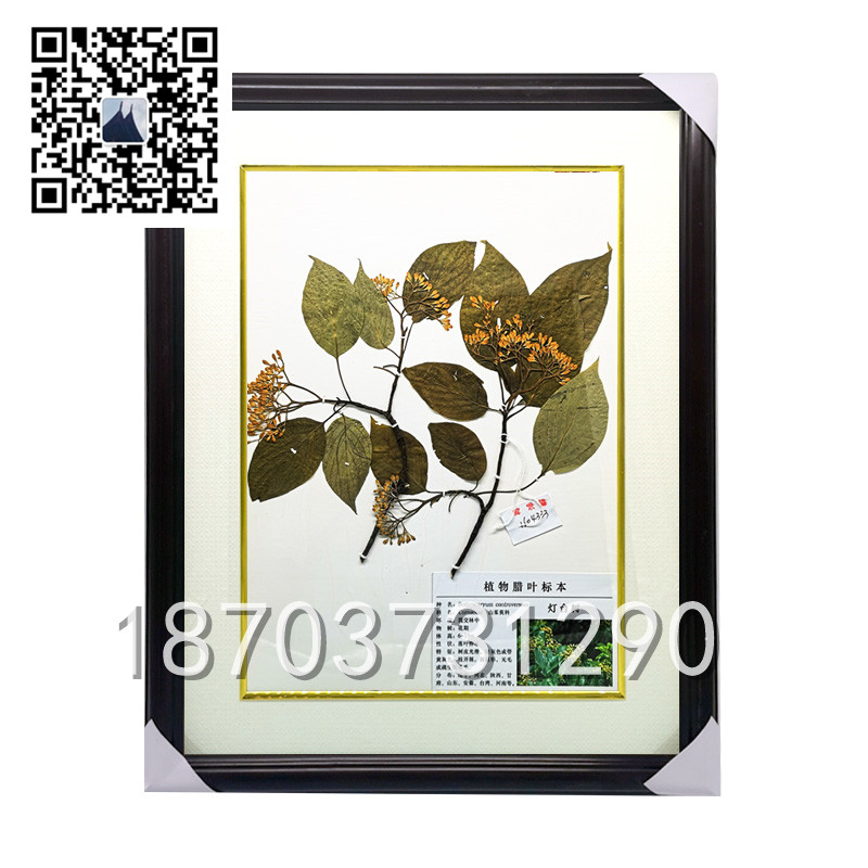 燈臺(tái)樹(shù)