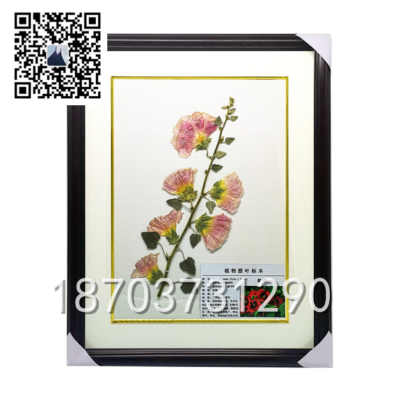 蜀葵臘葉標(biāo)本