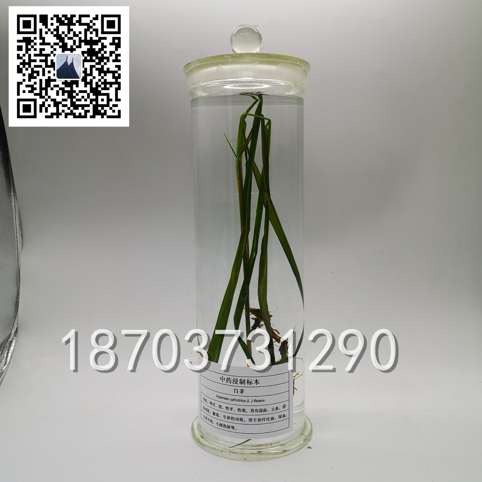 中草藥標(biāo)本 (11)