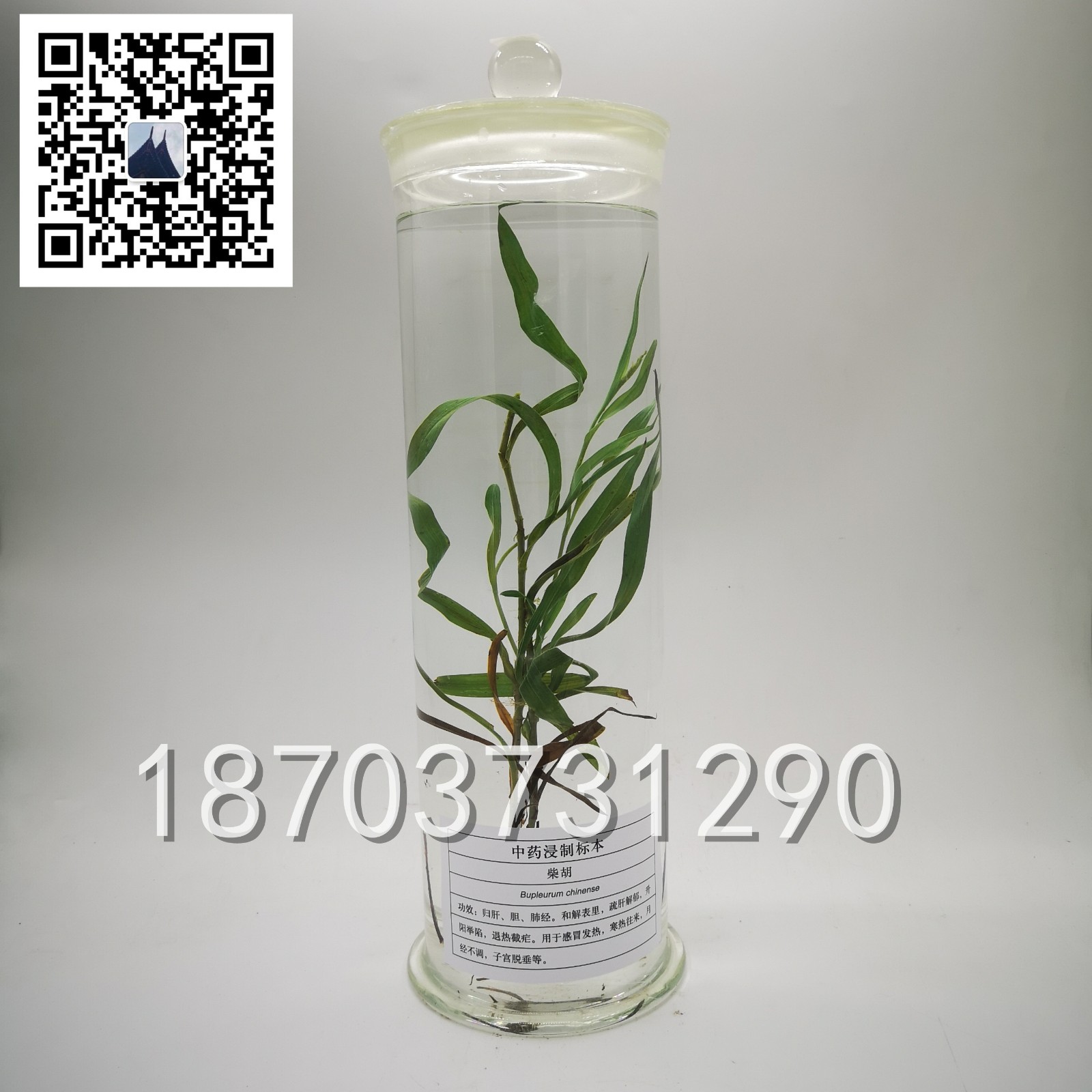 中草藥標(biāo)本 (21)