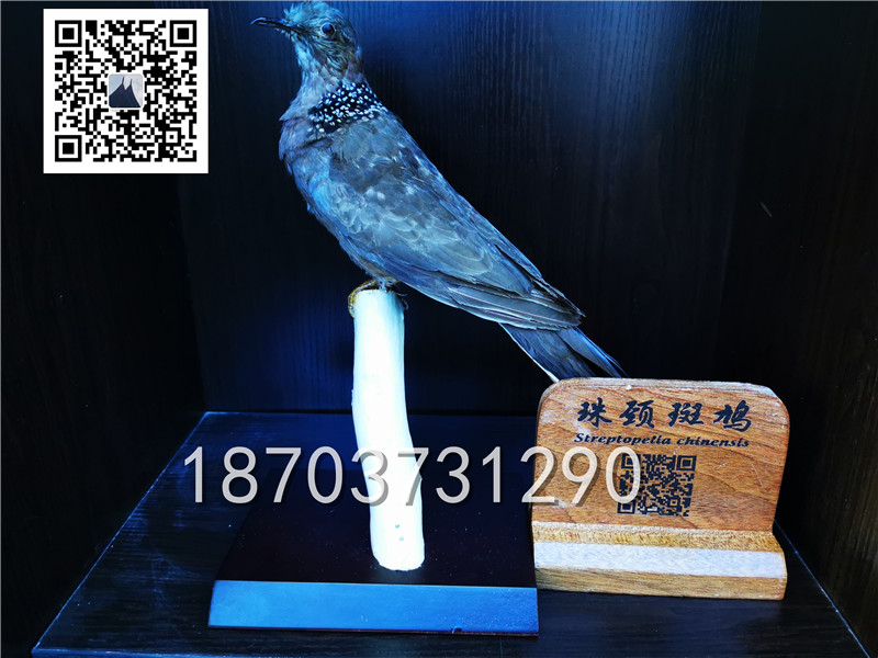 動物剝制標本 (25)