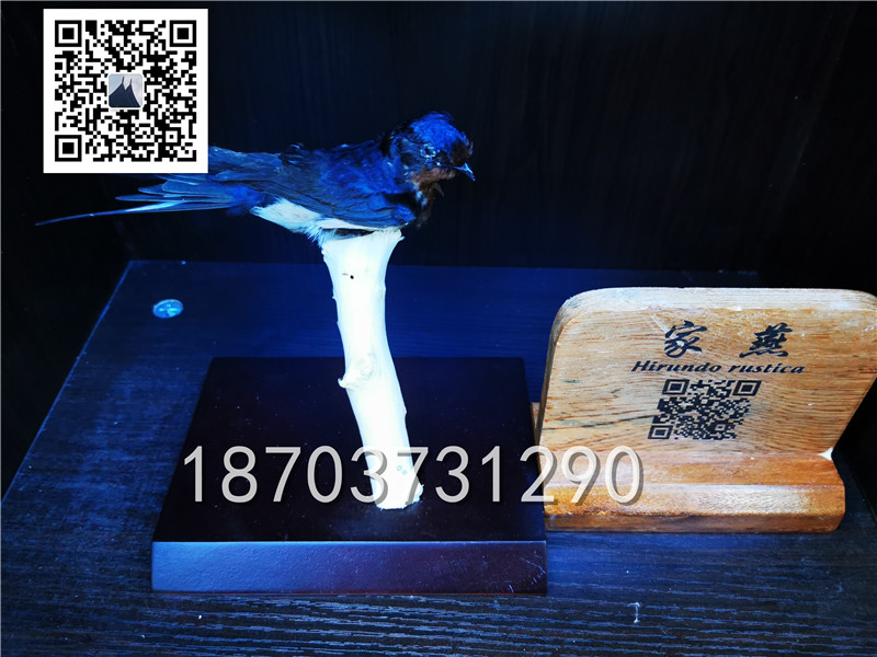 動物剝制標本 (27)