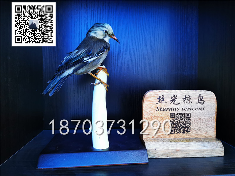 動物剝制標本 (28)