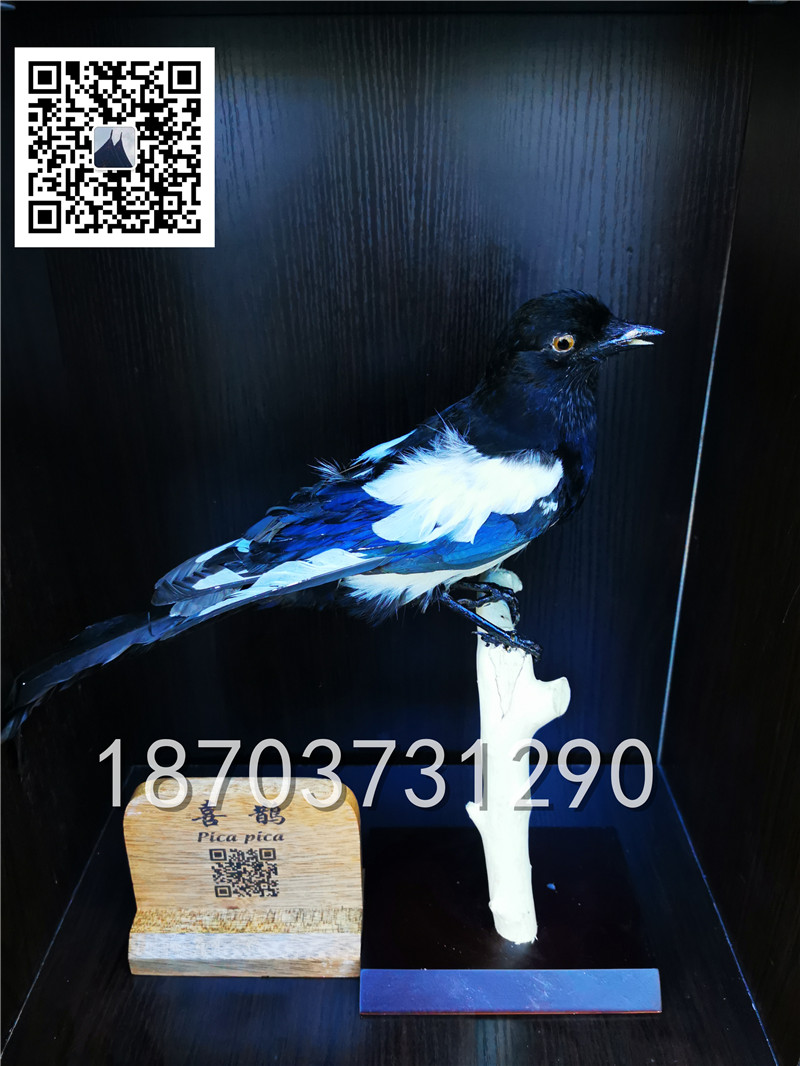 動物剝制標本 (29)