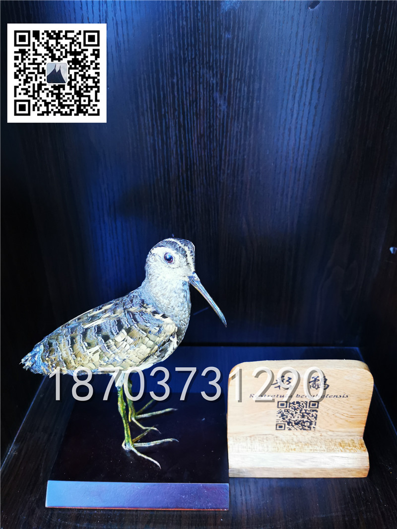 動物剝制標本 (30)