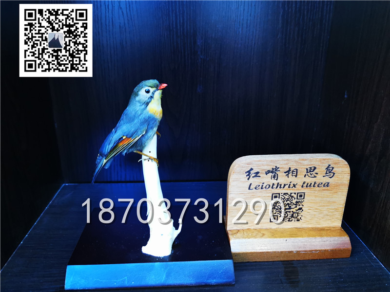 動物剝制標本 (31)