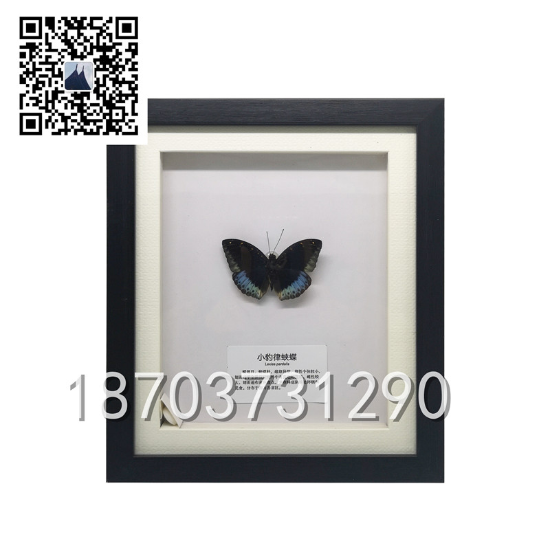 蝴蝶昆蟲(chóng)標(biāo)本 (1)