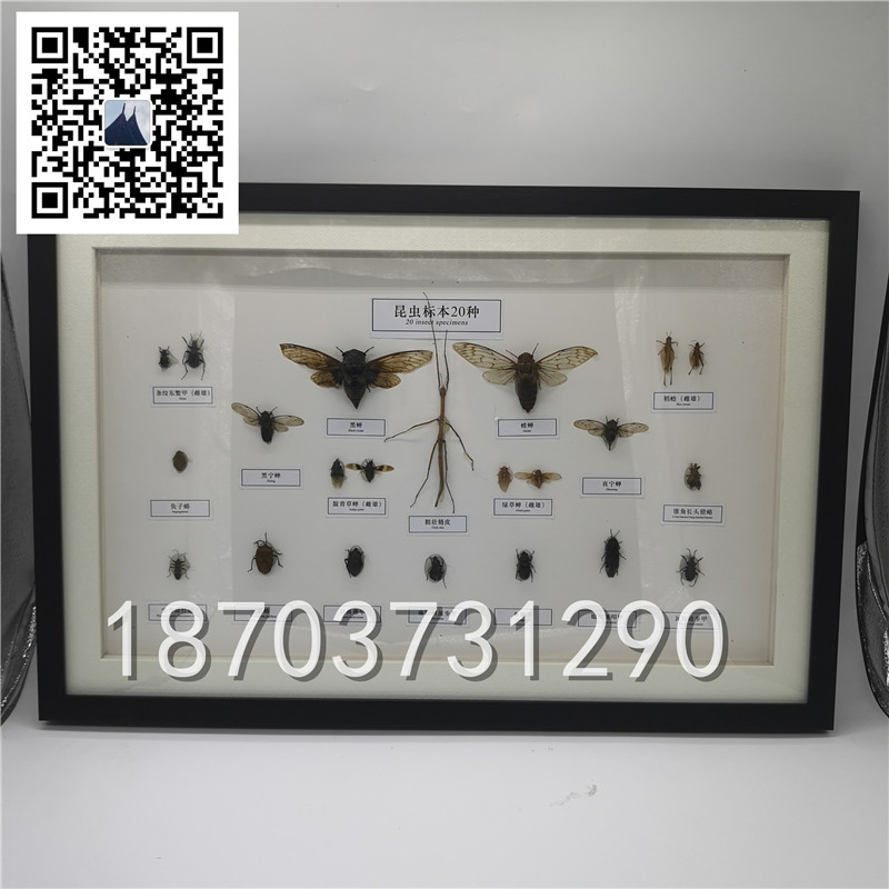 蝴蝶昆蟲標(biāo)本 (4)