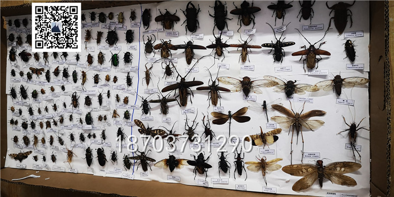 蝴蝶昆蟲標(biāo)本 (5)