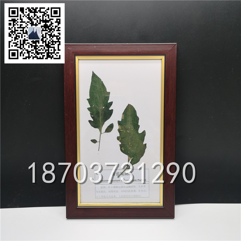 植物病害蟲(chóng)害標(biāo)本 (3)