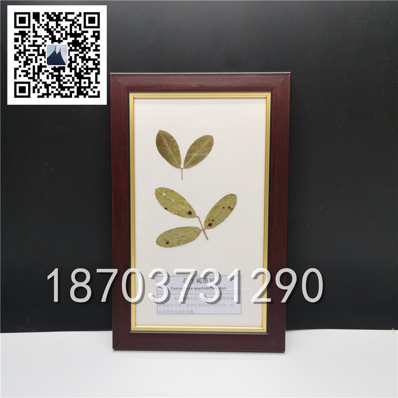 植物病害蟲害標本 (4)