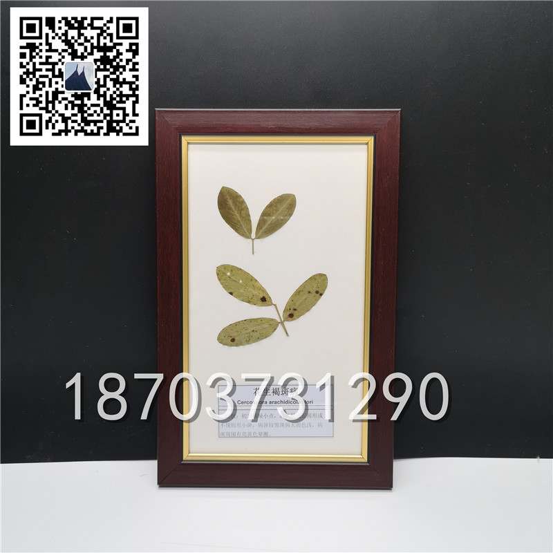 植物病害蟲害標本 (5)