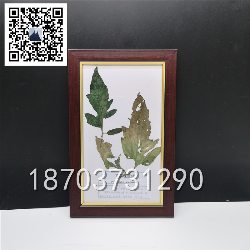 植物病害蟲害標本 (7)
