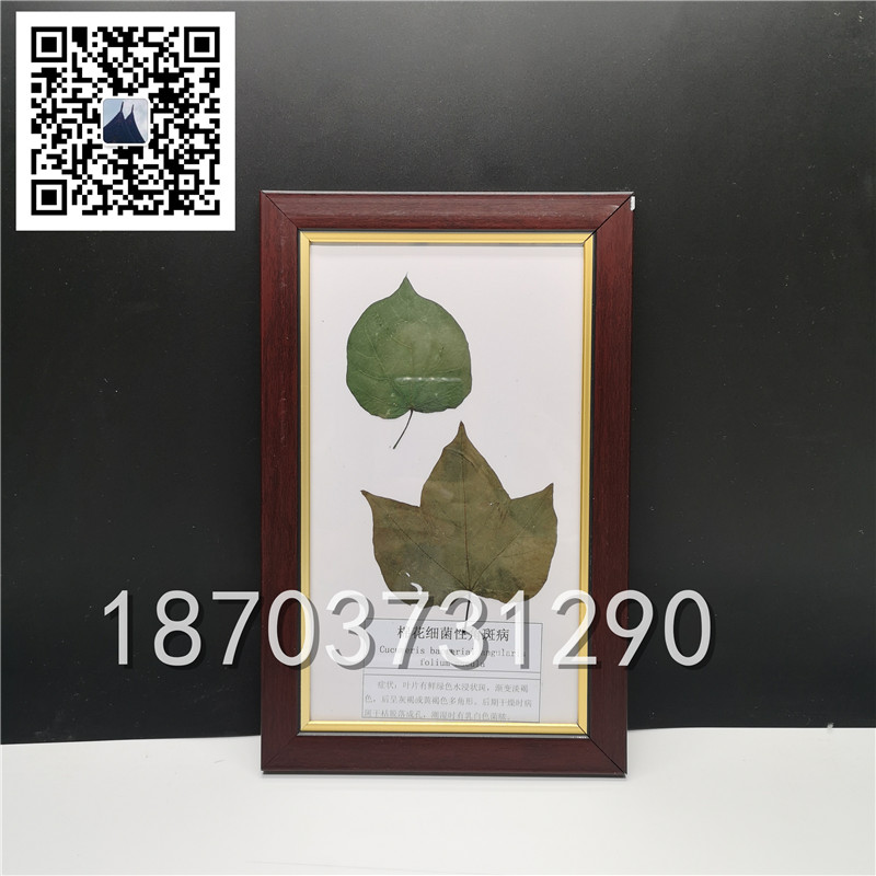 植物病害蟲害標本 (8)