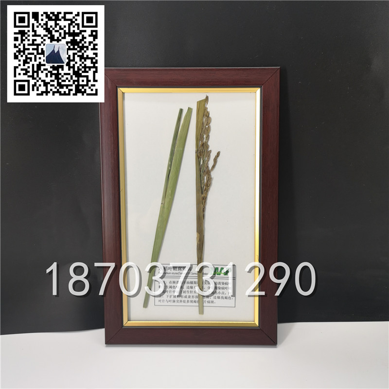 植物病害蟲害標(biāo)本 (10)